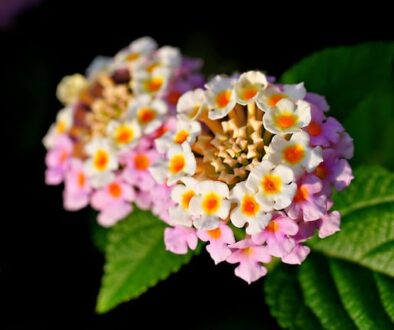 Lantana: Su Plantación, Cuidados y Diseño de Jardines en otoño