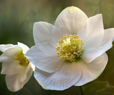 Helleborus (Rosa de Navidad): Plantación, Cuidados y Valor en el Diseño de Jardines