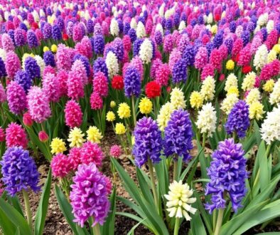 Diseño de jardines y su mantenimiento en Madrid - Campo de jacintos de varios colores