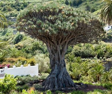 Diseño de jardines y su mantenimiento en Madrid. Árbol Dragón raro e impresionante.