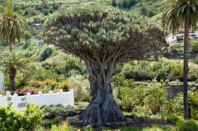 Diseño de jardines y su mantenimiento en Madrid. Árbol Dragón raro e impresionante.