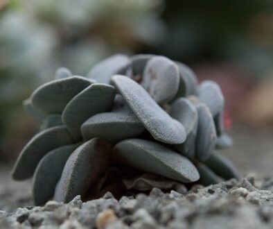 Diseño de jardines y su mantenimiento en Madrid. Jardines Sensoriales Diseño de jardines para estimular los Sentidos.