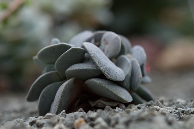 Diseño de jardines y su mantenimiento en Madrid. Jardines Sensoriales Diseño de jardines para estimular los Sentidos. 