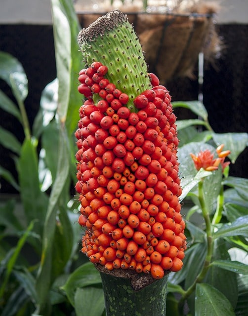 Diseño de jardines y su mantenimiento en Madrid.Titan arum o flor cadáver. Impresionante.