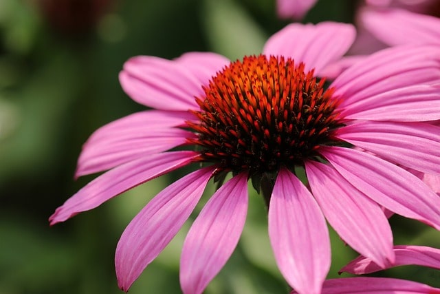 Echinacea. La planta resistente de bonita flor. Diseño de jardines en Madrid