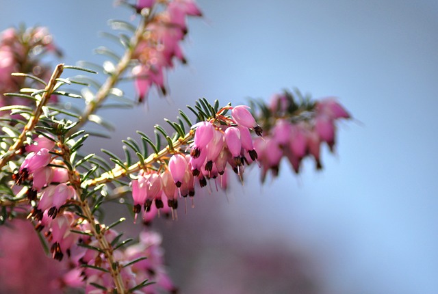 Erica (Brezo de invierno) Diseno-de-jardines-y-su-mantenimiento-en-Alcobendas, Madrid