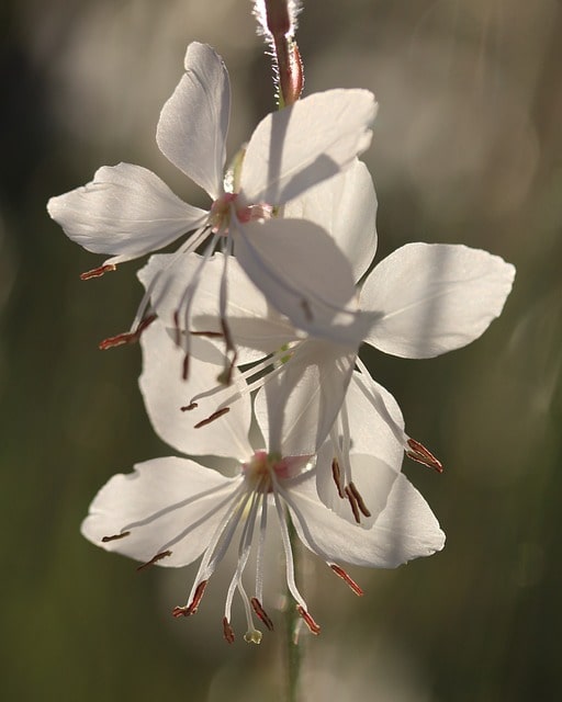 Gaura. Todo lo que debes saber sobre esta planta.Diseño de jardines y su mantenimiento en Madrid