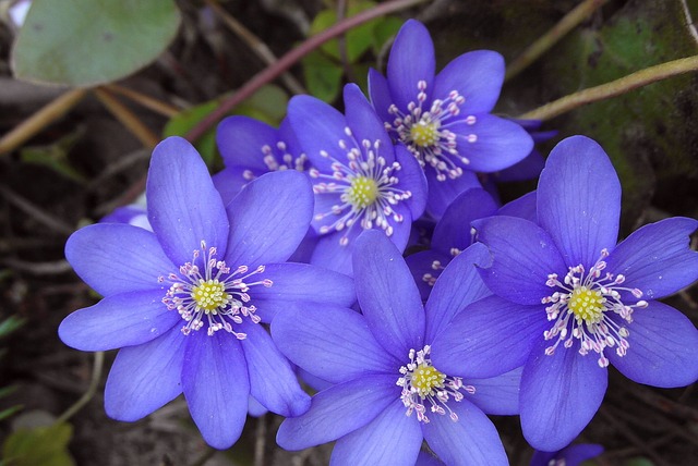 Hepatica Diseno-de-jardines-y-su-mantenimiento-en-Alcobendas, Madrid.