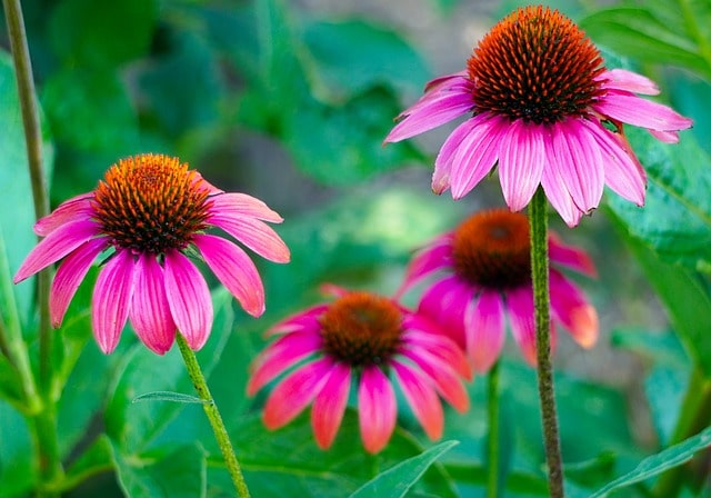 Jardines Adaptativos Plantas Resistentes para Cambios Climáticos Diseño de jardines en Madrid